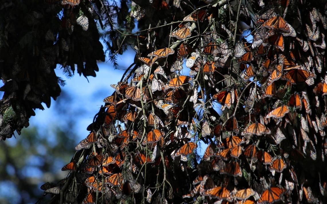 [video] La Mariposa Monarca Llegó A Michoacán éstos Son Los Santuarios Activos En Michoacán